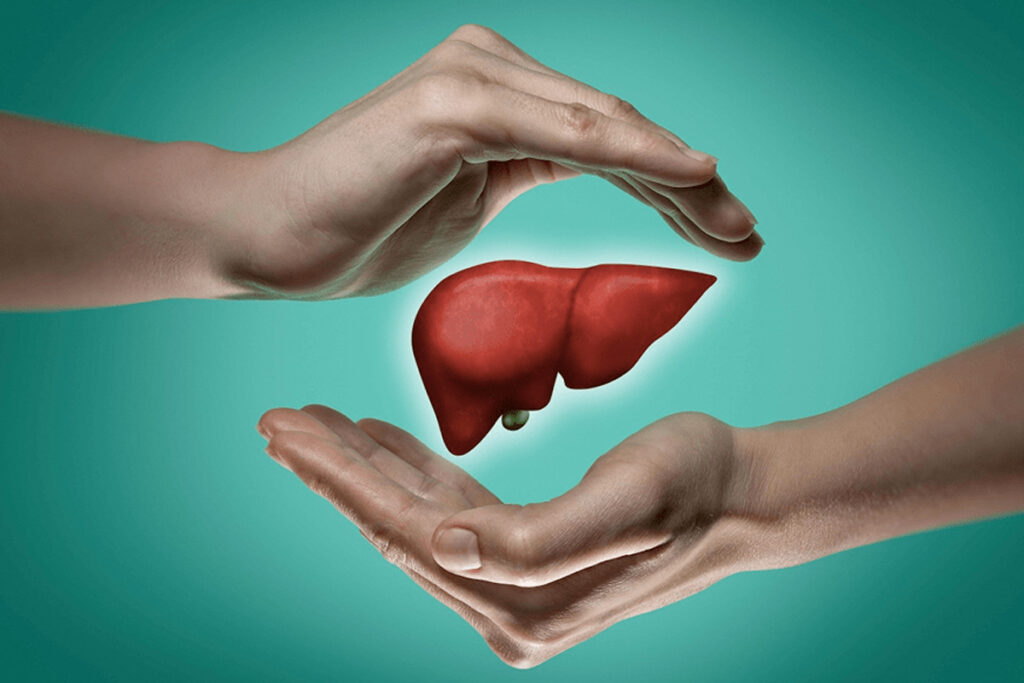 A healthy human liver between two hands